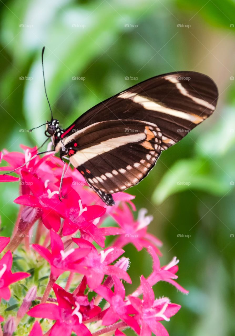 Butterfly perched on a flower
