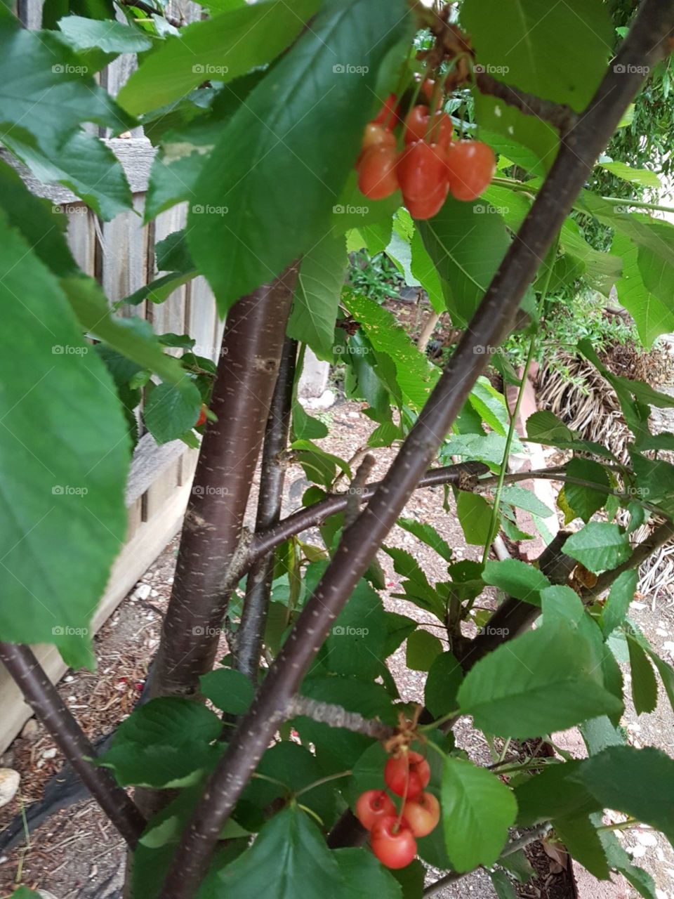 Lovely cherries in summer