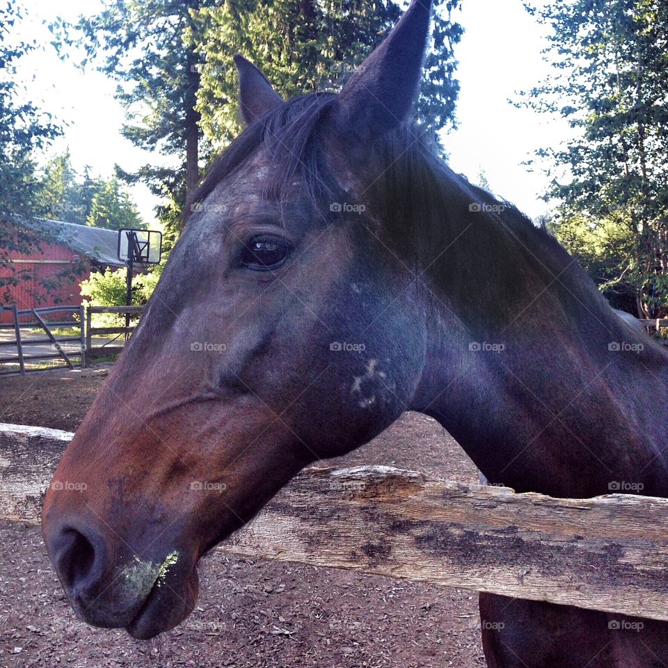 Neighbourhood Horse. Brown Horse