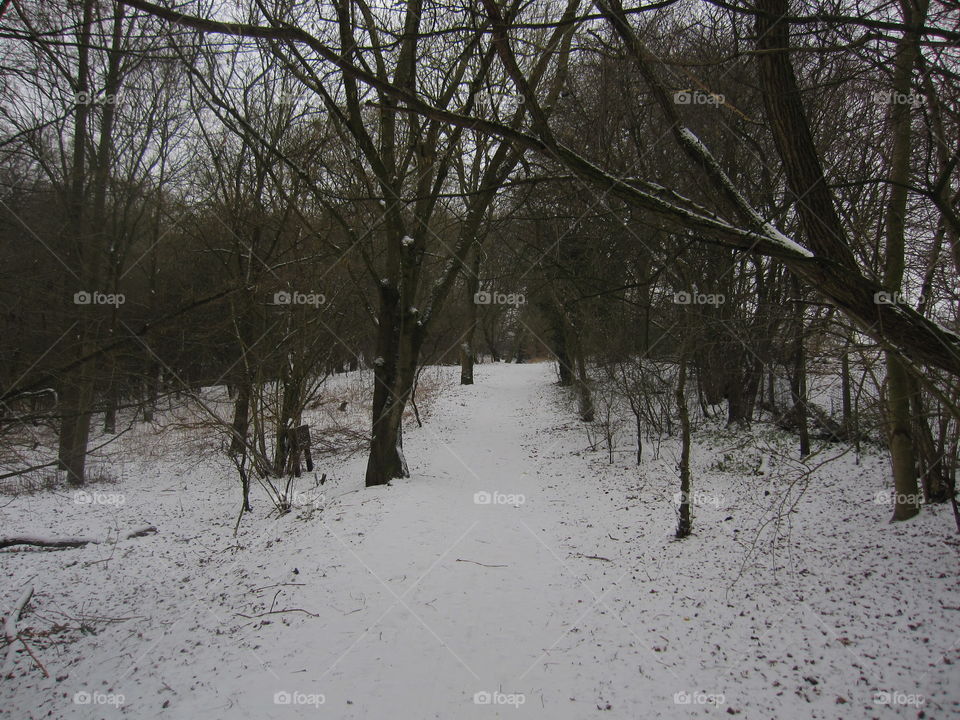 Winter, Snow, Landscape, Tree, Weather