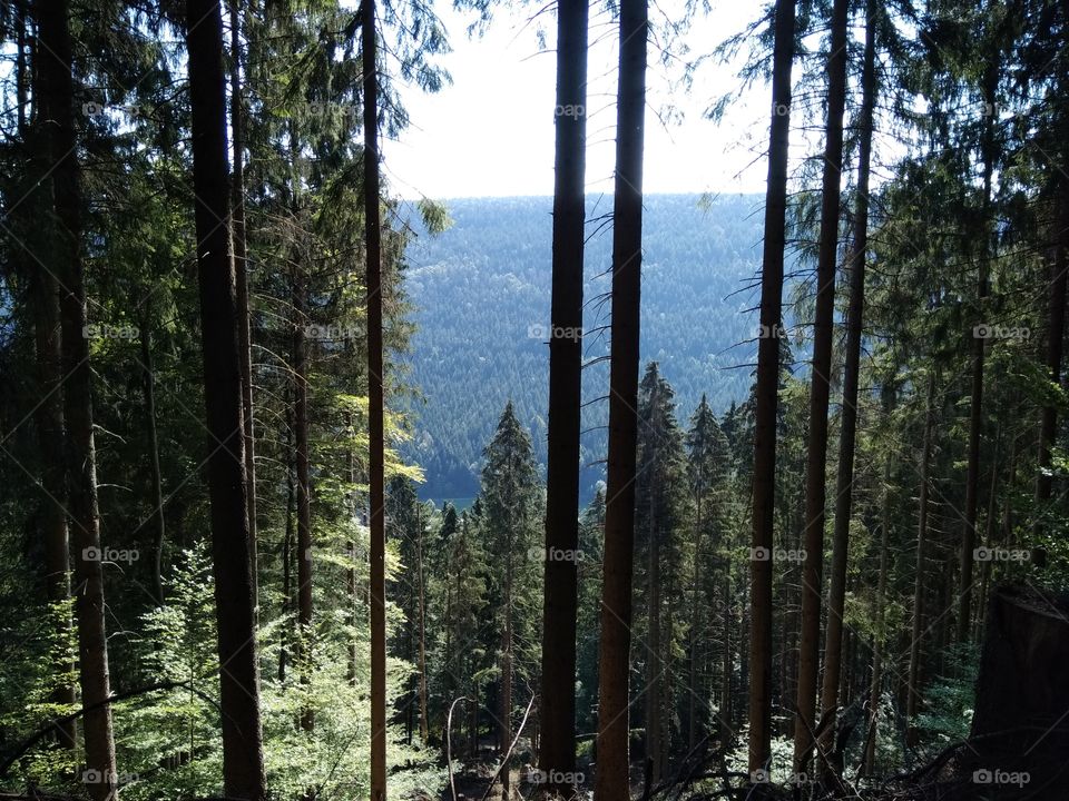 Summer in the Black Forest