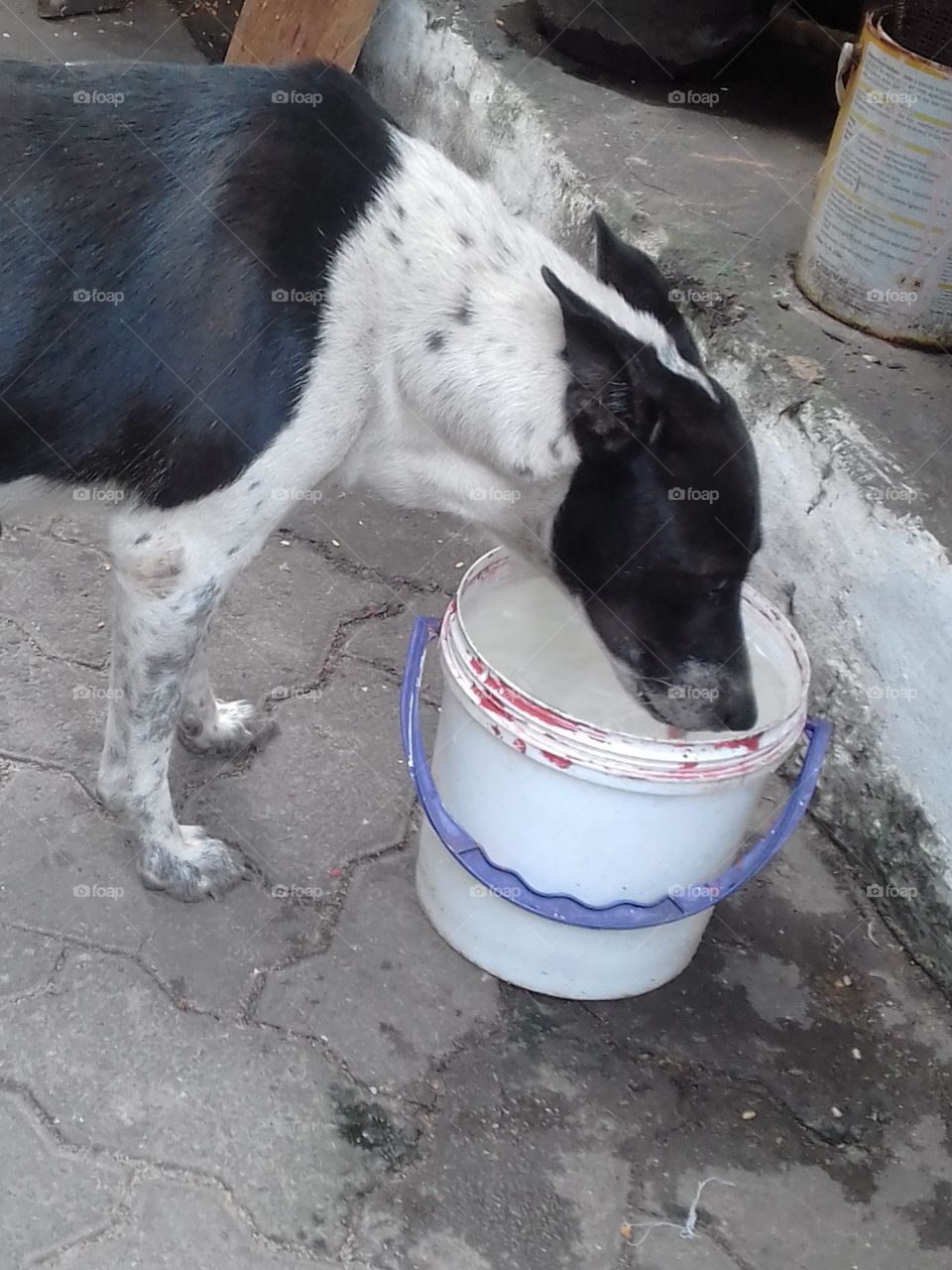 Dog Drinking Water..
