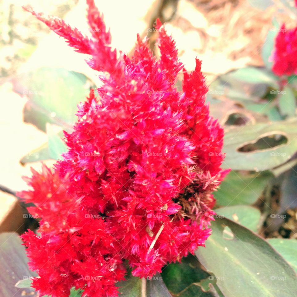 Red plants 