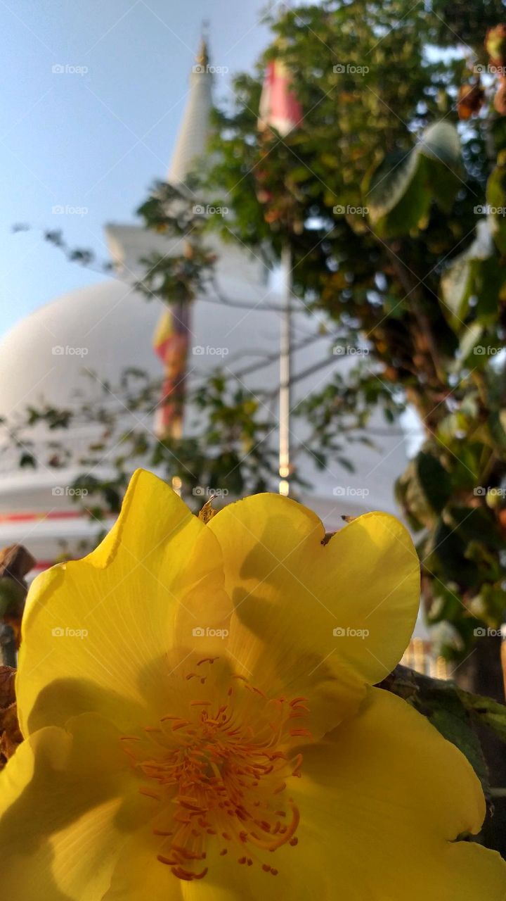 Kinihiriya flower in Temple