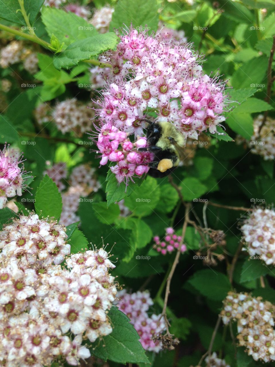 Bee. Bee on flower