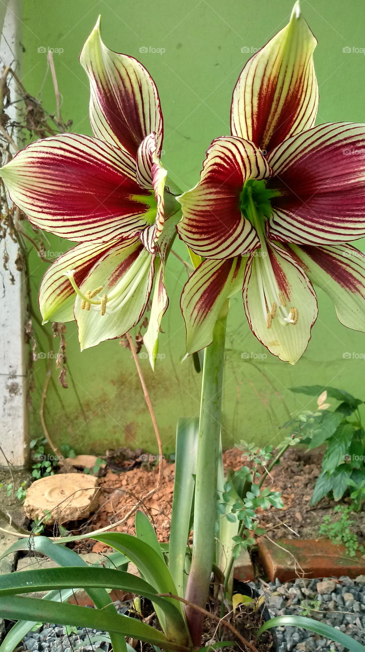 NATURE NATURAL NATUR Hippeastrum papilio (Ravenna) Van Scheepen