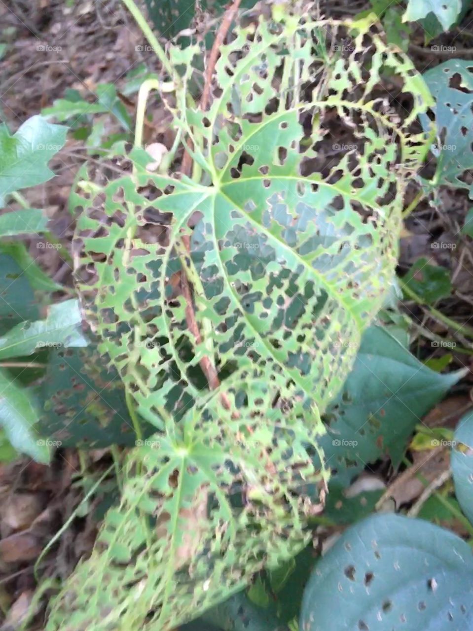 Bug eaten leaf looking like green lace