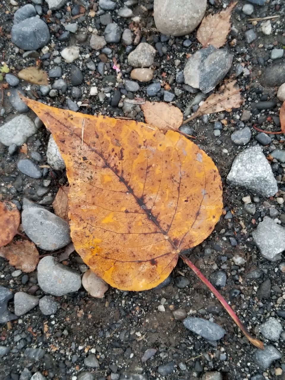 fallen leaf on gravel road