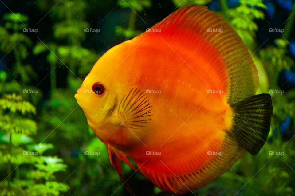 Discus fish