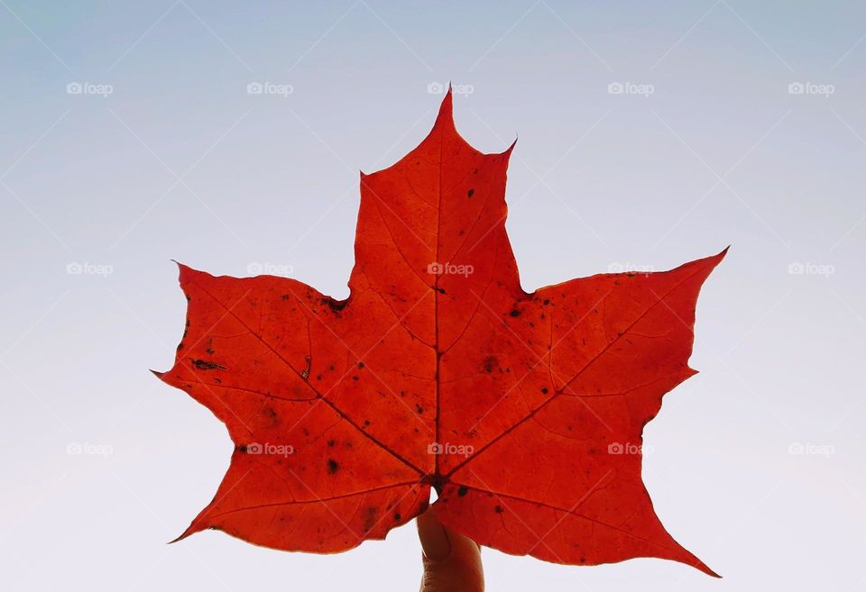 Hello autumn 🍁 Maple leaf on the background clouds sky🍁🤍