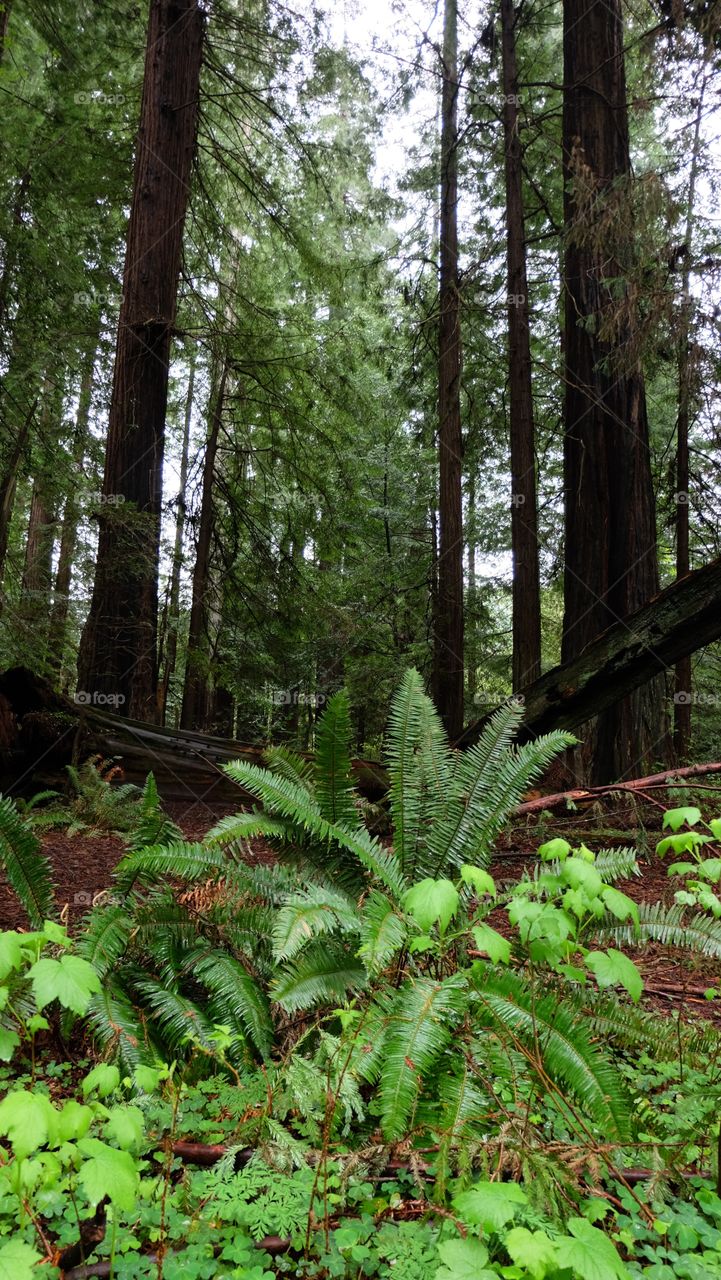 Forest and foliage