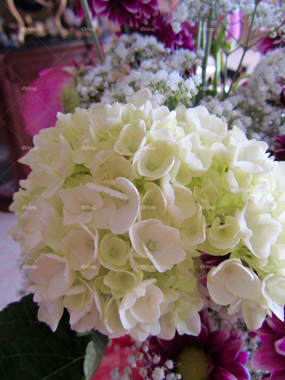 White Hydrangea