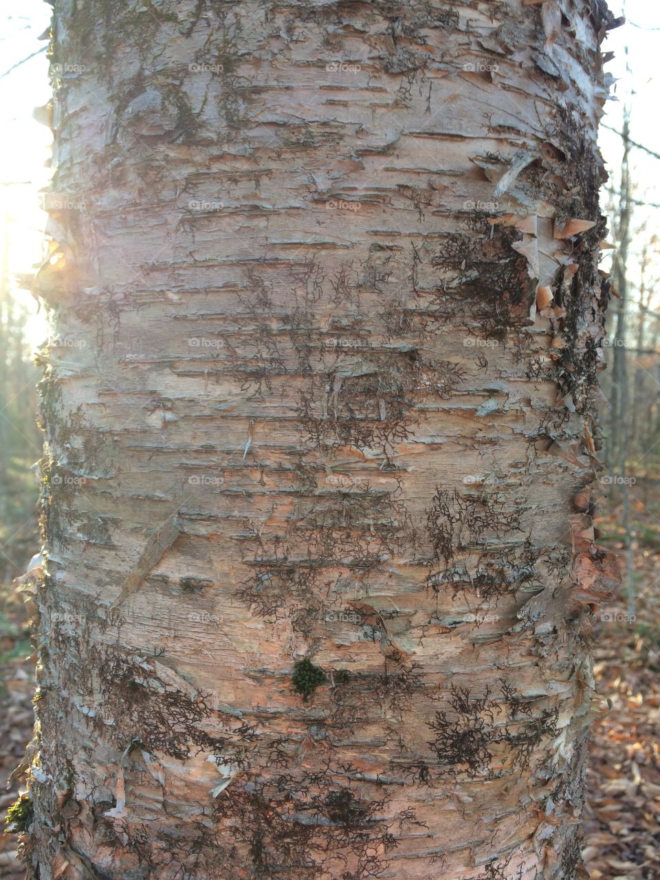 White Birch Tree