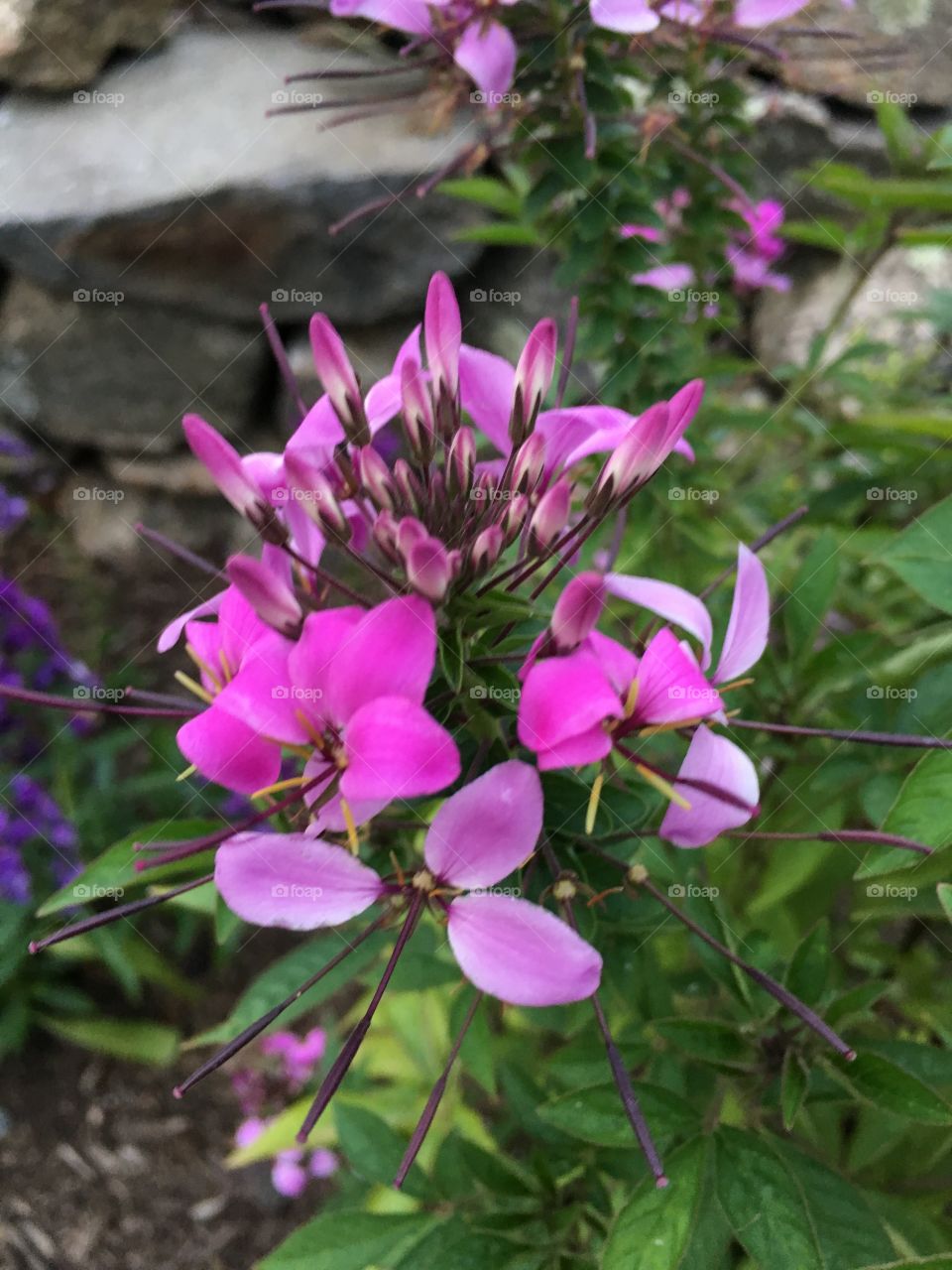 Pink flowers