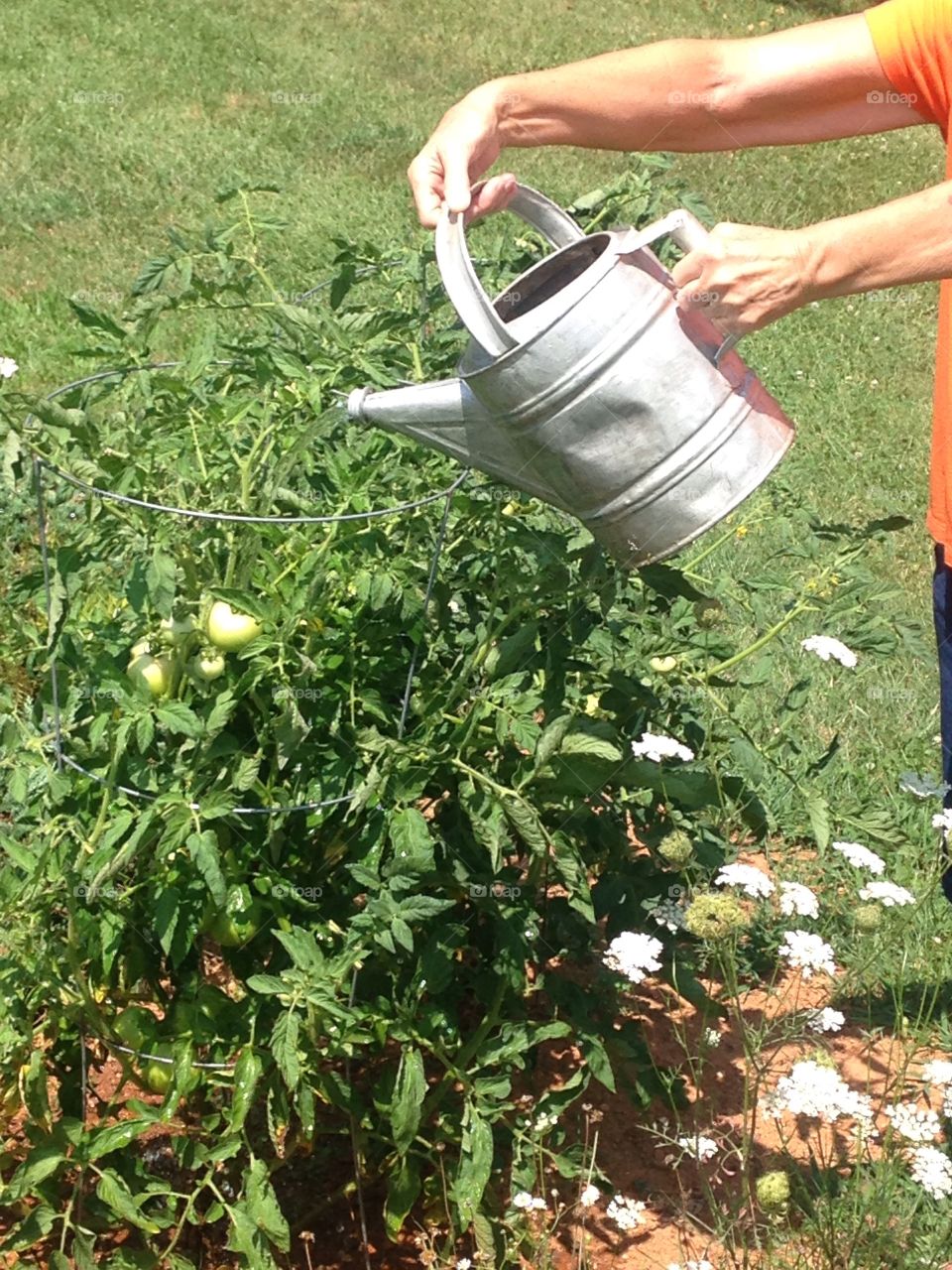 Watering the tomatoes 