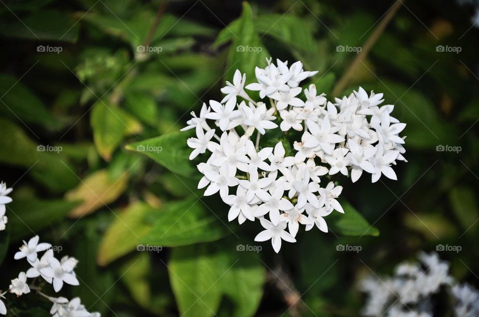 White flowers