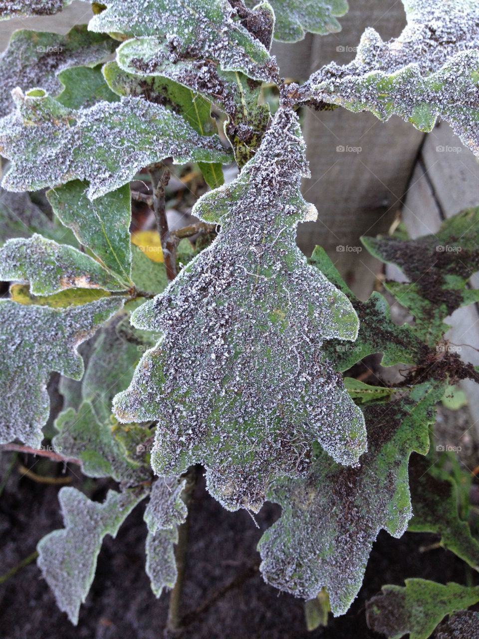 The frost on the oak leaves