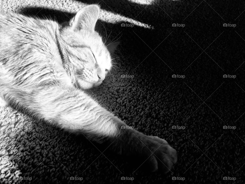 Darling black and white photo of orange tabby cat laying all stretched out in sun beam! 