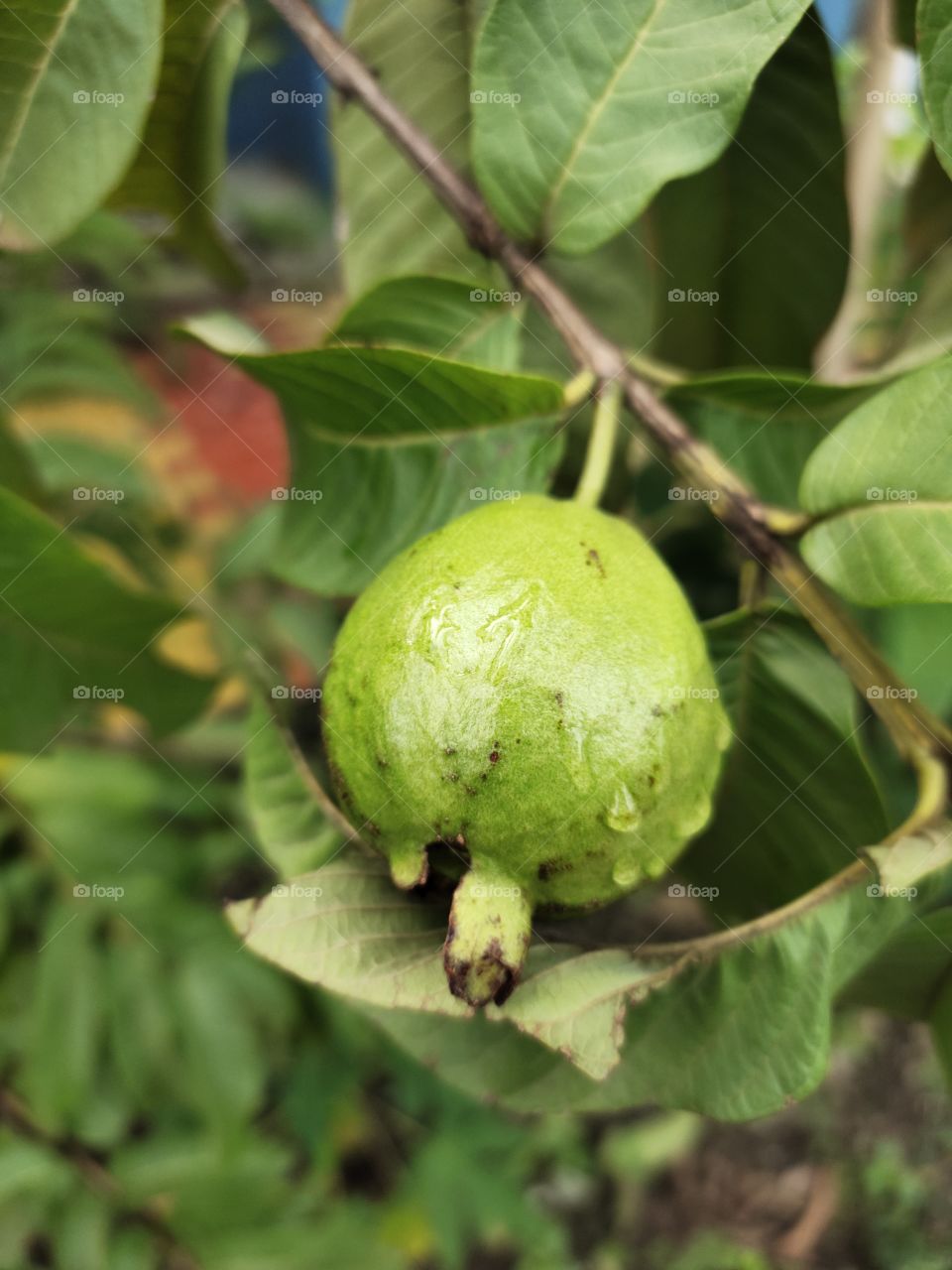 Guavava Fruits
Growing
Green leafs🌿
World of Flora