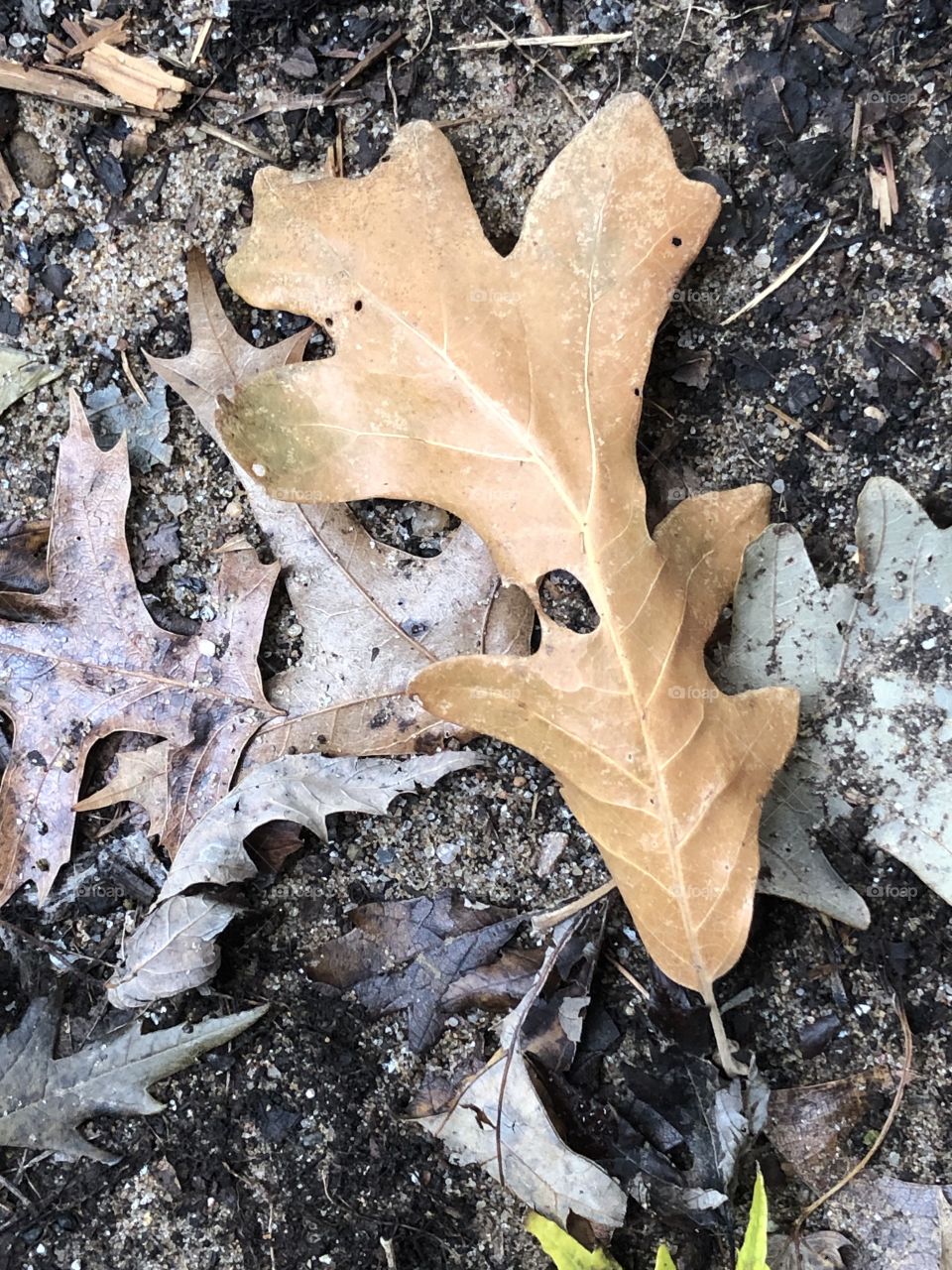 Leaf from acorn tree