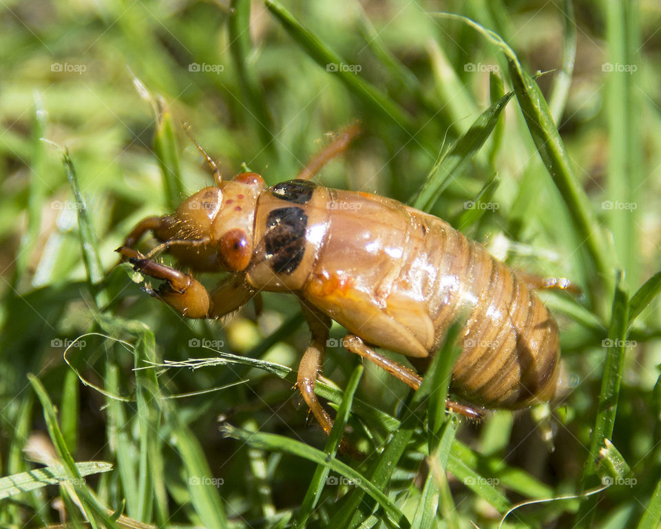 Seventeen Year Cicada emerging as a nymph 