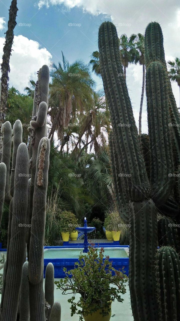 wonderful  majorelle garden in marrakech city inin Morocco