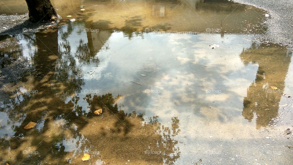 tree reflection in water