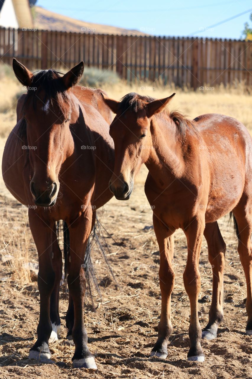 Roaming free: A wild American mustang mare with her colt in rural Nevada (Sierra Nevada Ranges and desert) 