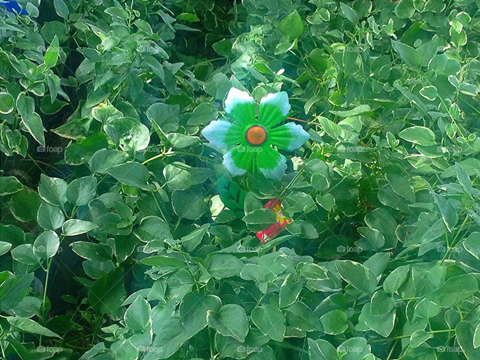 green garden plants flower by vickikl3