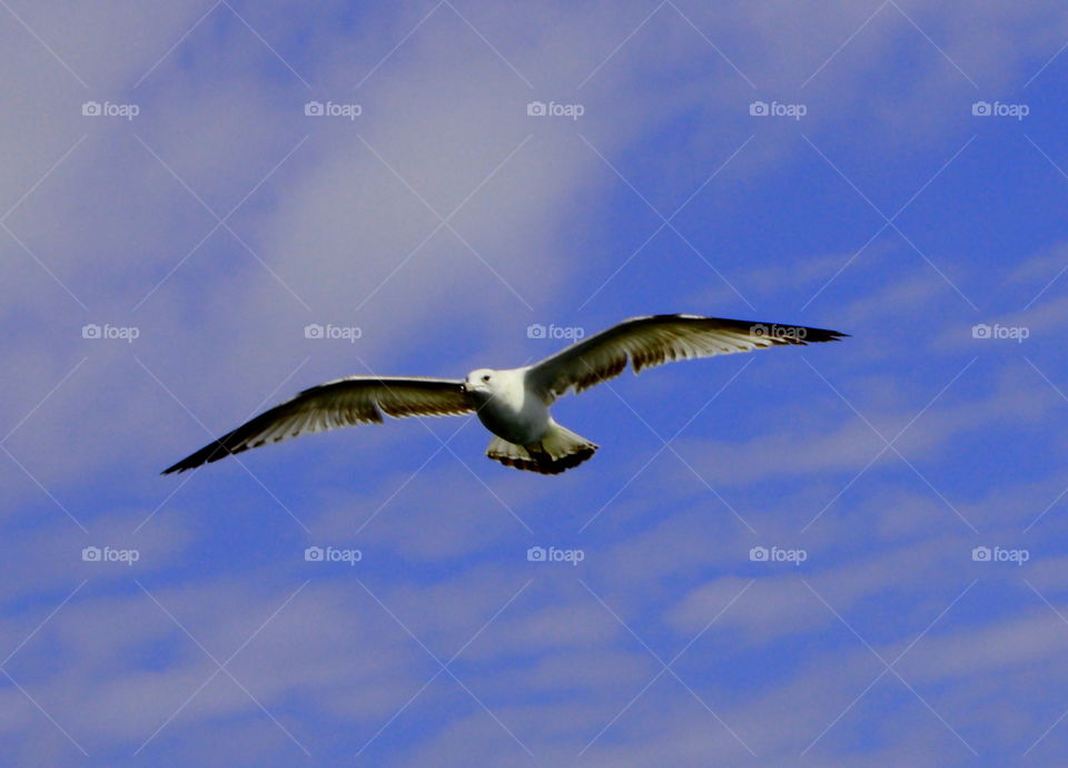 seagull in flight against a blue sky with soft clouds