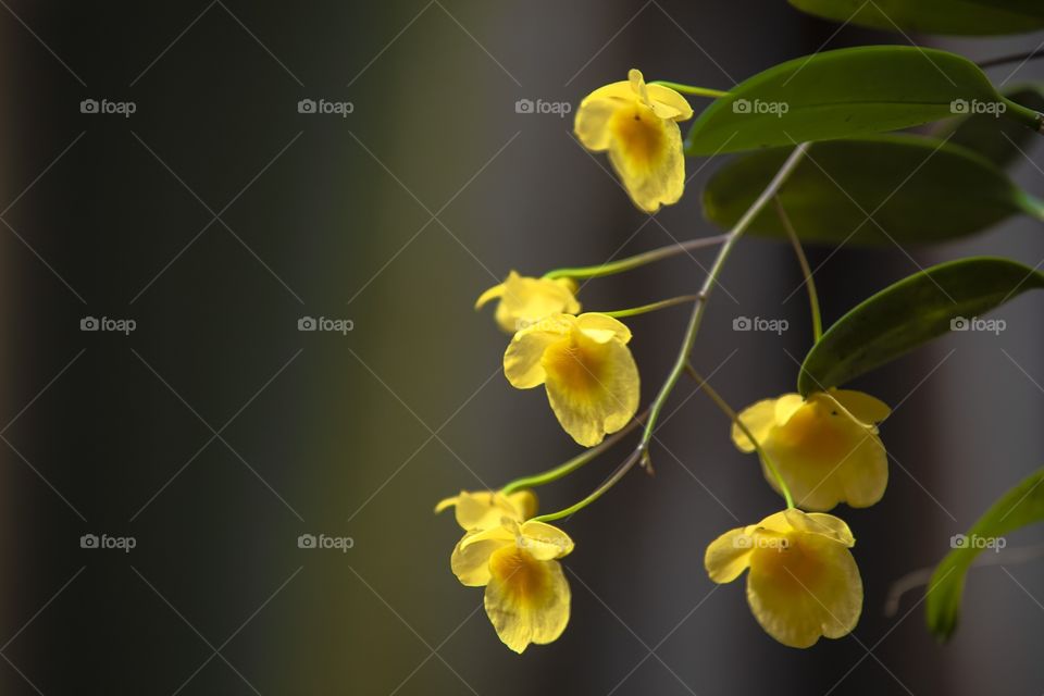 Orquídeas amarillas 