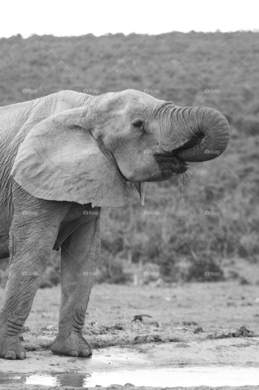 Elephant.  big5