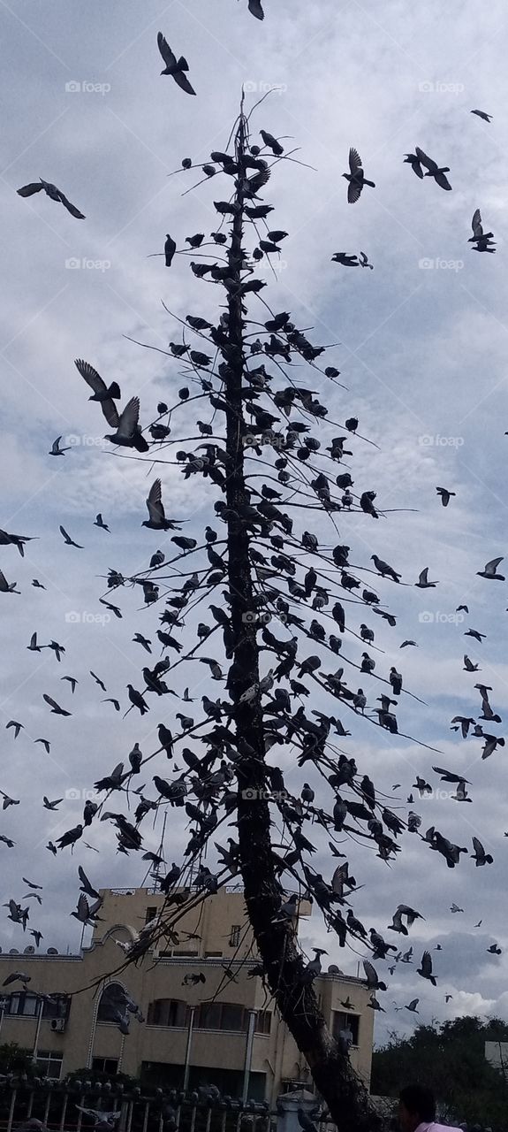 pigeons tree