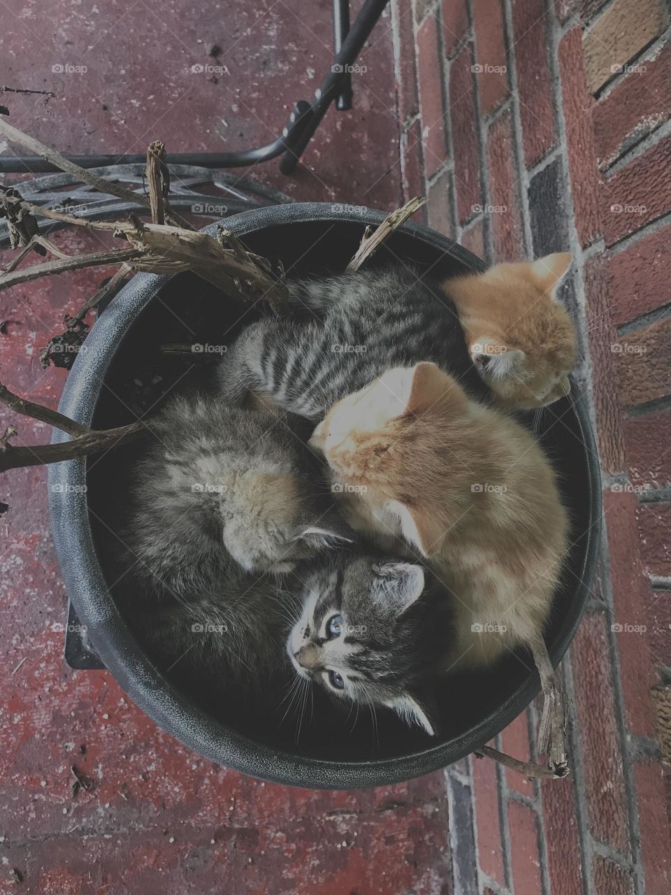 flower pot full of kittens 