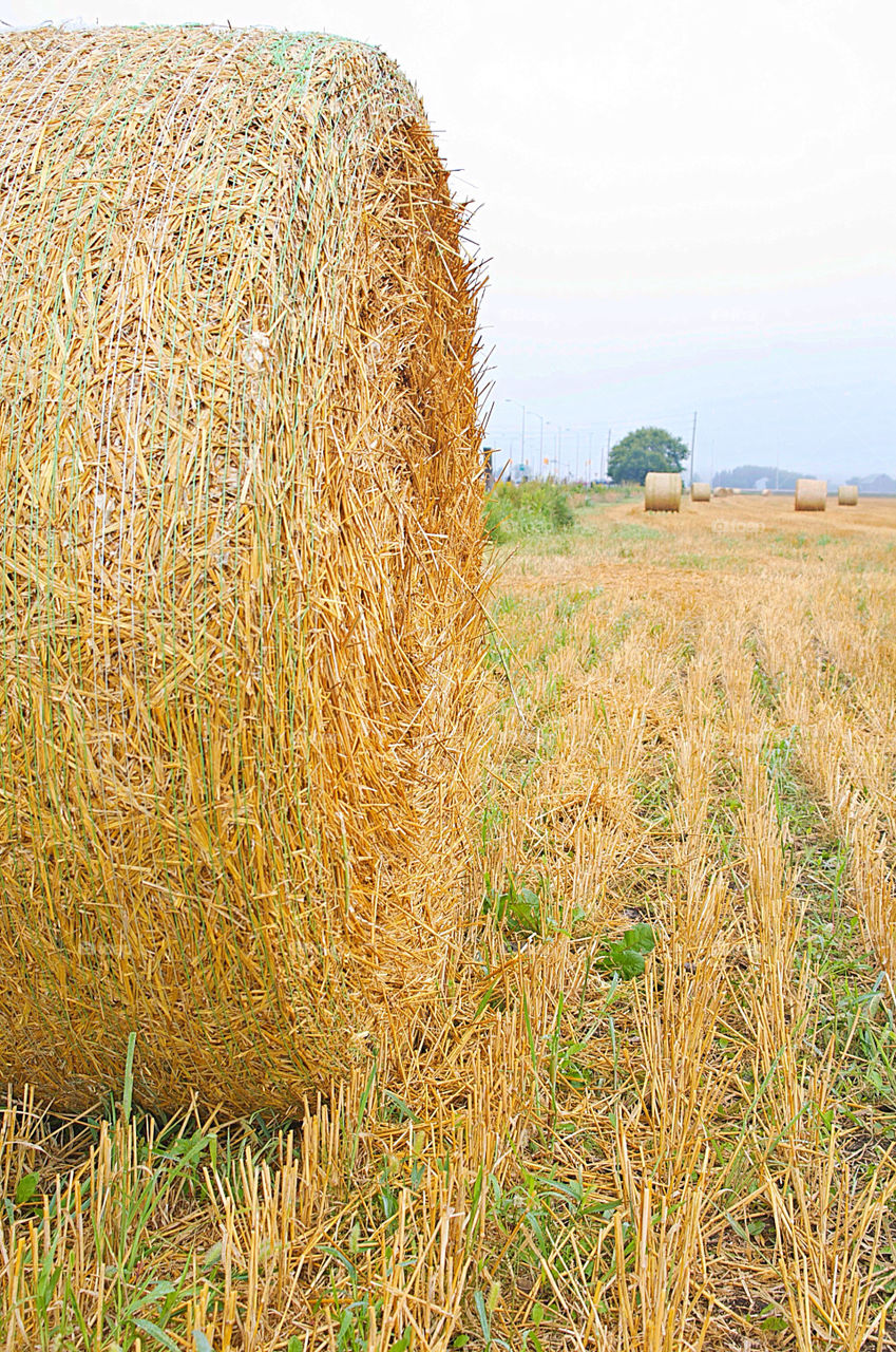 field grass autumn straw by campbellrobertson