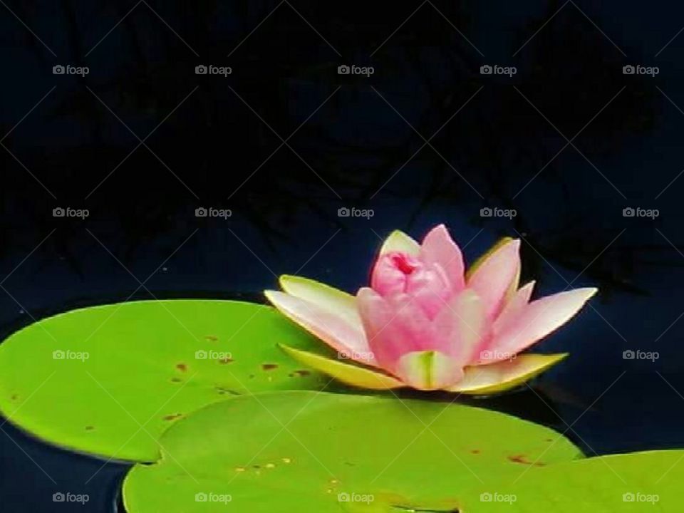 Lotus, Pool, Flower, Lily, Aquatic