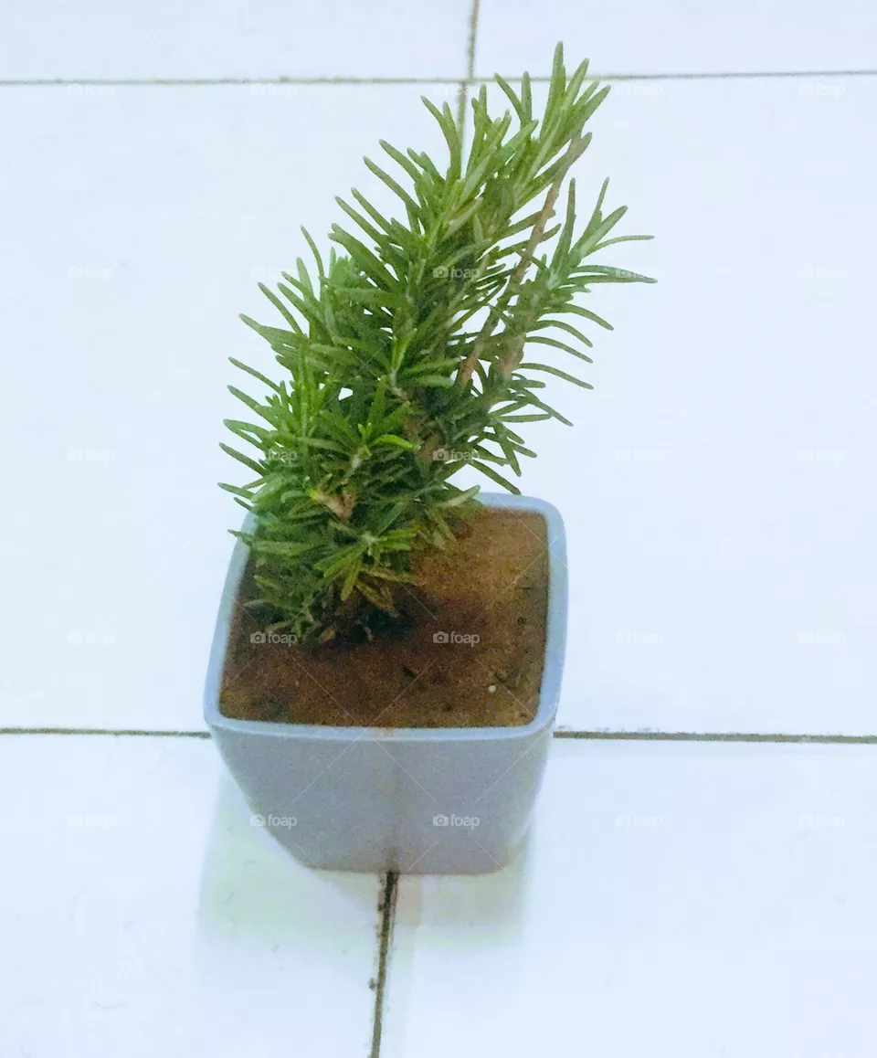 Small vase photo 