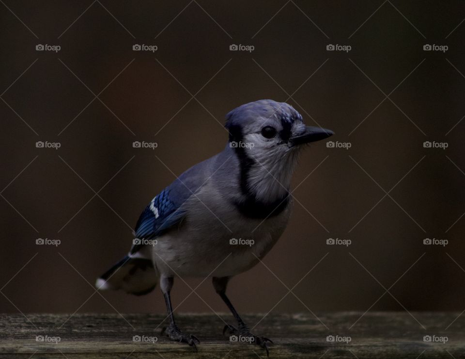 A Spunky Attitude; A crisp capture of a brilliant Blue Jay in Pike County Pennsylvania, United States