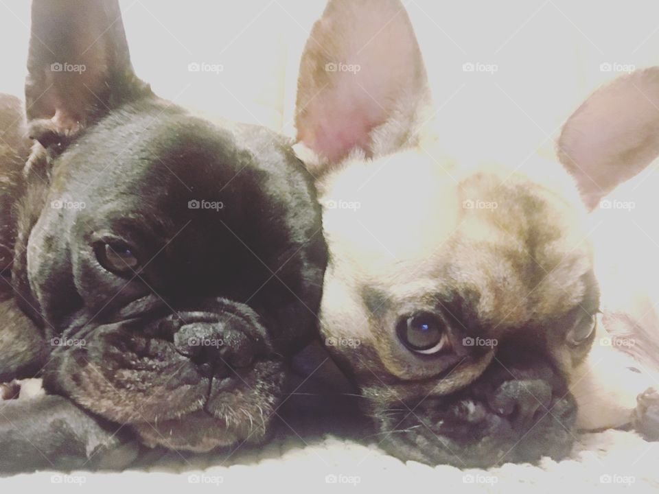 French bulldogs snuggling together peacefully