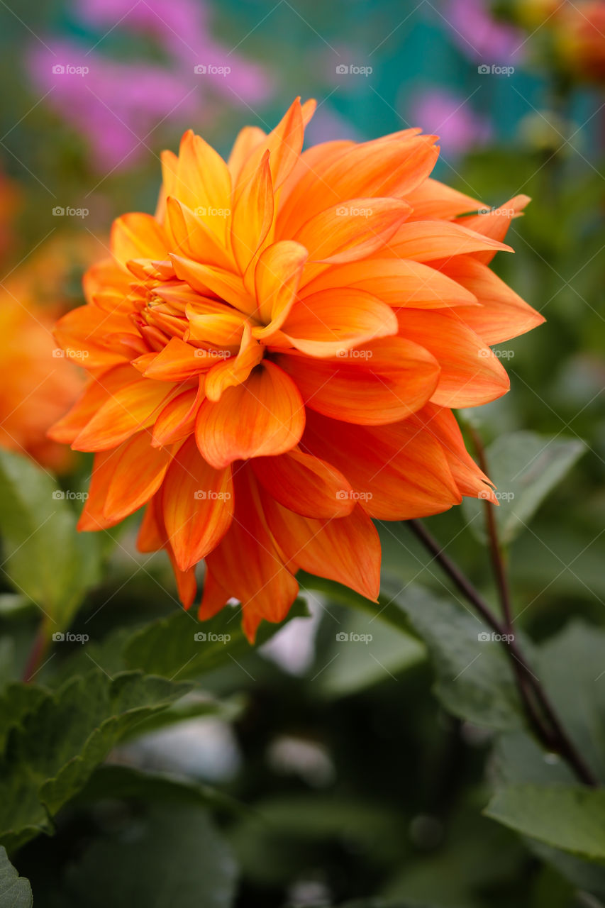 Beautiful orange dahlia flower.