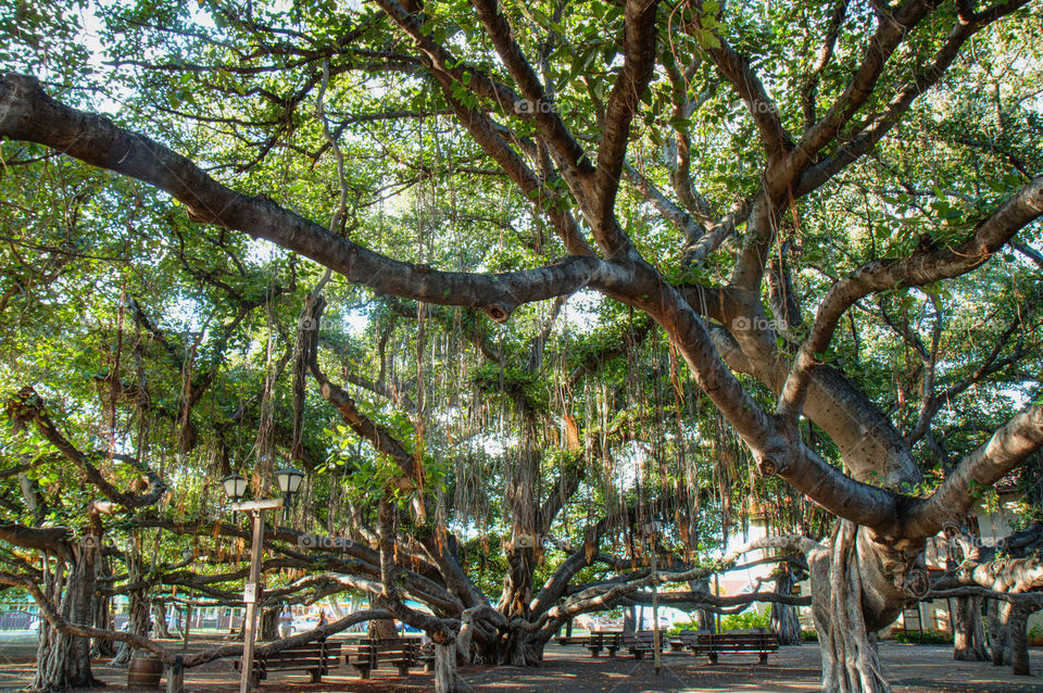 Lahaina banyan tree