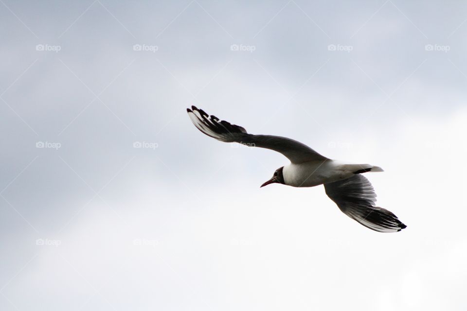 Black-headed gull