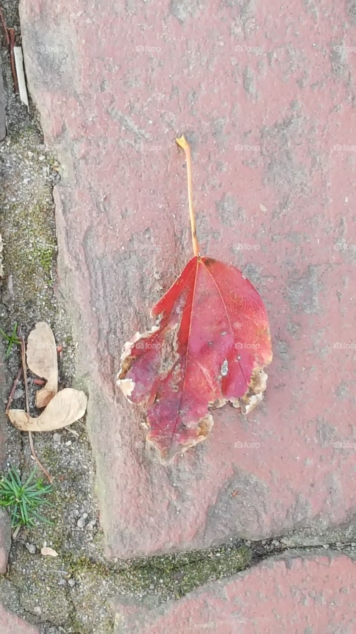 fall leaves on bricks