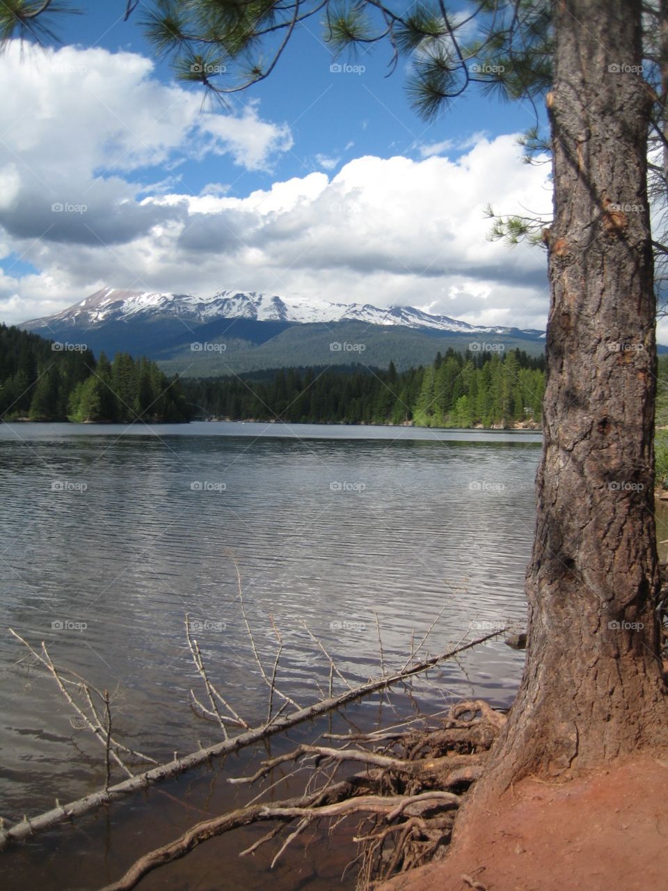 Lake Forested Glacier Mountain. Lake surrounded by pine trees. Backdrop of a volcanic mountain with glacier.