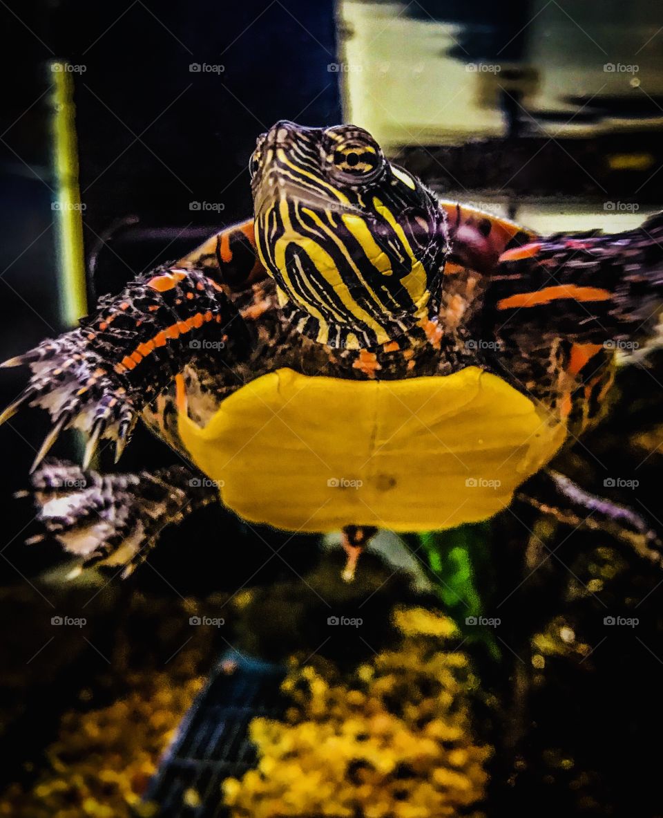 Yellow and orange turtle 