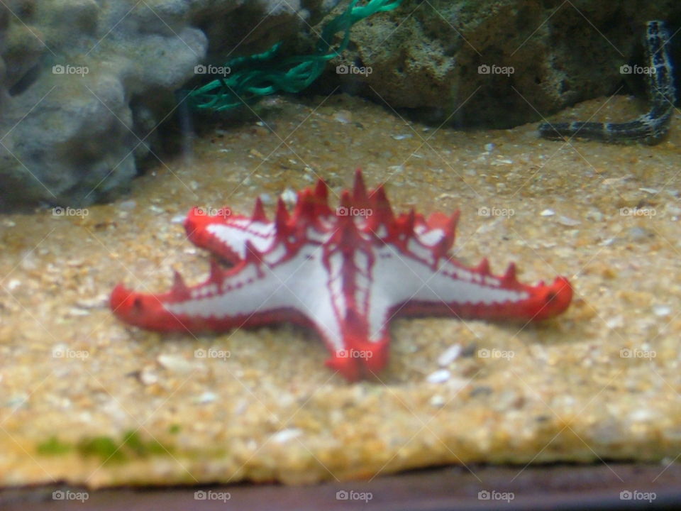 starfish