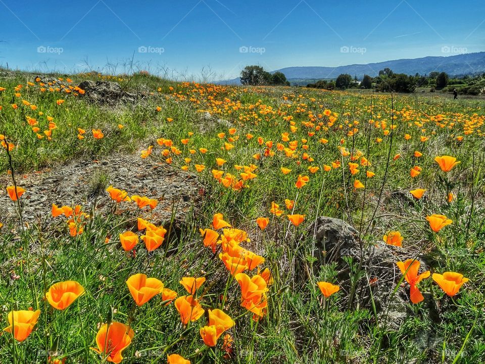 California Wild Poppy Field