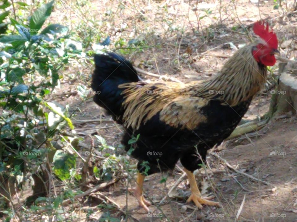 galo bonito