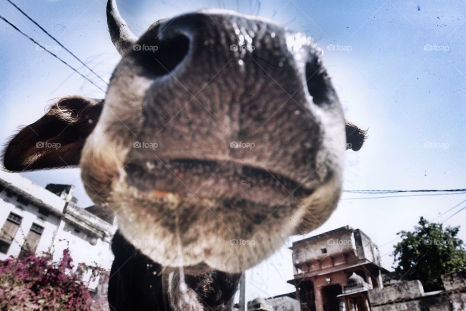 Holy Cow ! Close up, India . Holy Cow ! Close up, India 