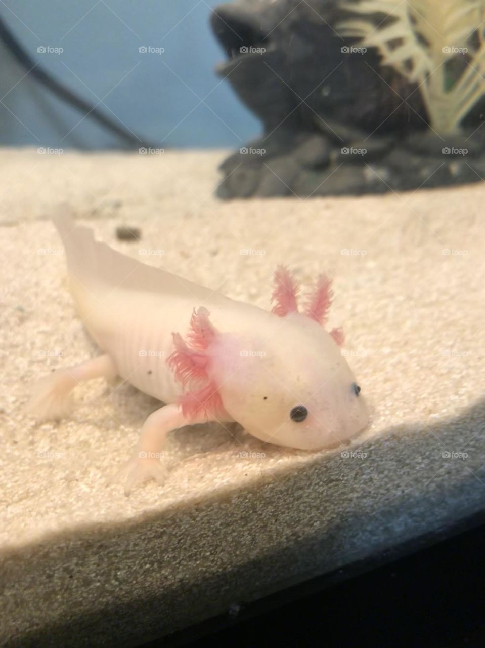 Leucistic, or pink axolotl 